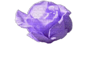 violet gif rose laurachan - GIF animado gratis