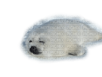 baby seal - nemokama png