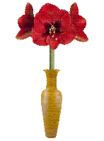 red amaryllis flower-fleur