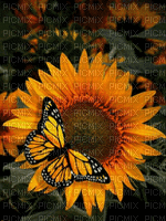 SUNFLOWER AND BUTTERFLY GIF - Gratis animerad GIF