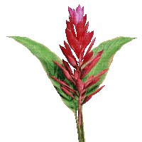Fleur.Tropical.Flower.Red.gif.Victoriabea - GIF animé gratuit