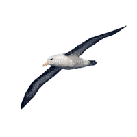 seagull - PNG gratuit