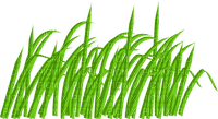 herbe - 免费PNG