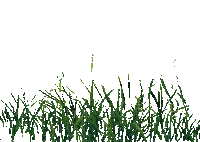 plants - GIF animé gratuit
