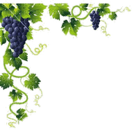 Weintrauben, dunkel, grapes - PNG gratuit