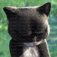 Kitty Softpaws - Ücretsiz animasyonlu GIF