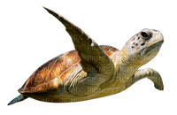 Kaz_Creations Turtle - zadarmo png