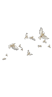Птица - Безплатен анимиран GIF