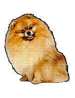 Pomeranian - Nemokamas animacinis gif