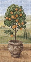 Orangenbaum - png ฟรี