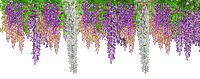 wisteria - Bezmaksas animēts GIF