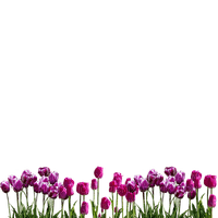 tulips - png ฟรี