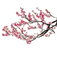 tree /branch/flowers - nemokama png