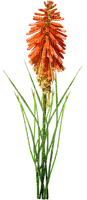 kukka, fleur, flower - png gratis