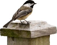 Birds bp - GIF animado gratis