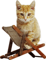gala animals cat - PNG gratuit