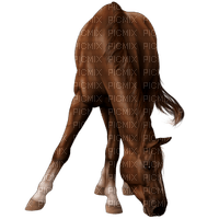 caballo - darmowe png