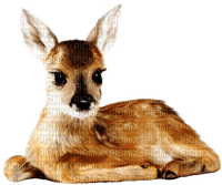Deer.Brown.White - PNG gratuit