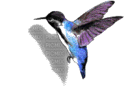 uccellino - Besplatni animirani GIF
