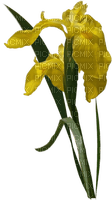 yellow flower sunshine3 - ücretsiz png