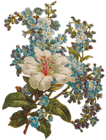 Vintage Flowers - nemokama png