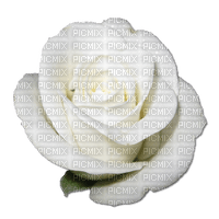 white rose sunshine3 - zdarma png