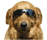 Kaz_Creations Dogs Dog Glasses - Free animated GIF