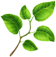 Kaz_Creations Spring Leaves Leafs - png grátis