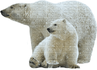 Kaz_Creations Animals Animal Polar Bears - png gratis