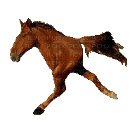 Retarded horse - Besplatni animirani GIF