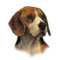 maj beagle - darmowe png