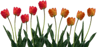 Blumen - ücretsiz png