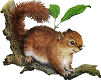écureuil_squirrel_animals_ forest_BlueDREAM70 - Zdarma animovaný GIF
