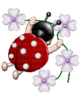 ladybug flowers coccinelle fleurs - GIF animé gratuit