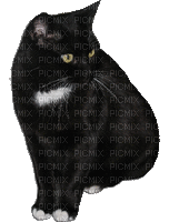 cat laurachan - Δωρεάν κινούμενο GIF