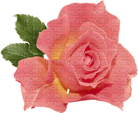 salmon pink flower rose sunshine3 - фрее пнг