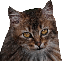 Katze, chat, cat - Gratis animerad GIF