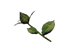 rosa gif-l - Darmowy animowany GIF