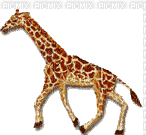 Giraffe - Gratis geanimeerde GIF