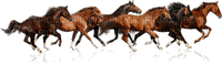caballos - 免费PNG