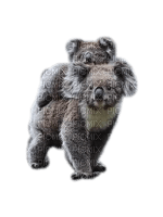 Australia animals koala bp - nemokama png