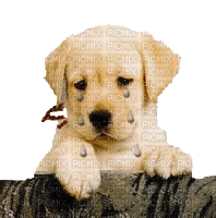 dulcineia8 cães - Besplatni animirani GIF