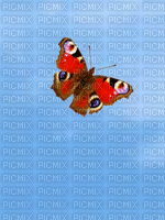 butterflies - GIF animado gratis