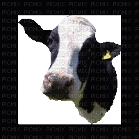 cow - Zdarma animovaný GIF