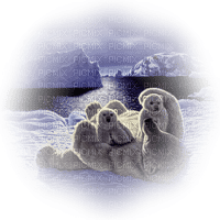 Kaz_Creations Animals Animal Polar Bears