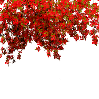 Y.A.M._Autumn Flowers Decor - png ฟรี