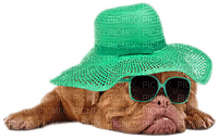 Kaz_Creations Dog Pup Dogs 🐶 - besplatni png