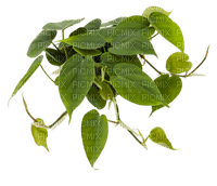 plants Paola - PNG gratuit