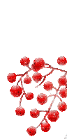 цветы - Darmowy animowany GIF