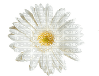 kukka flower fleur - gratis png